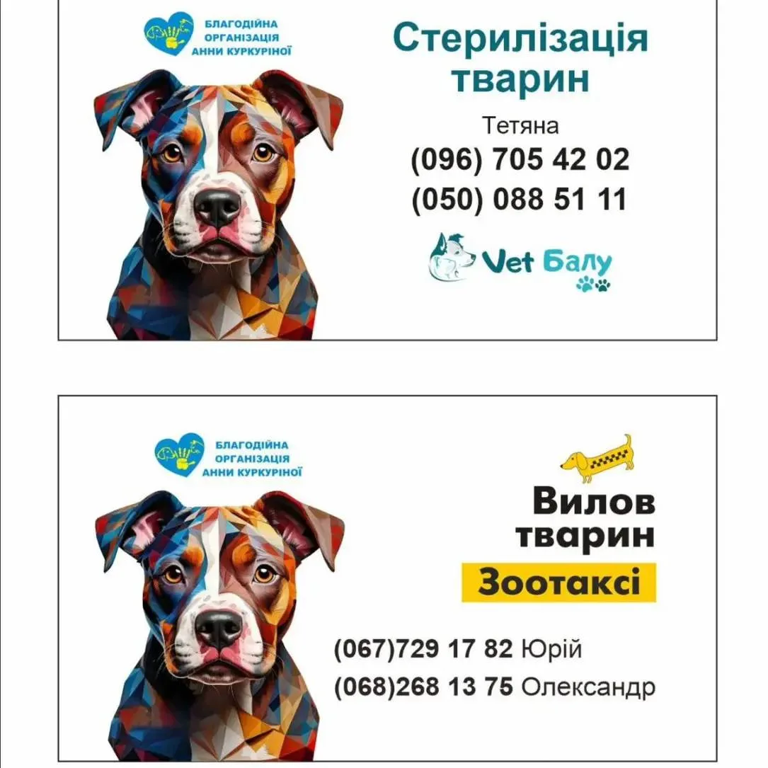 безкоштовна стерилізація кішок миколаїв