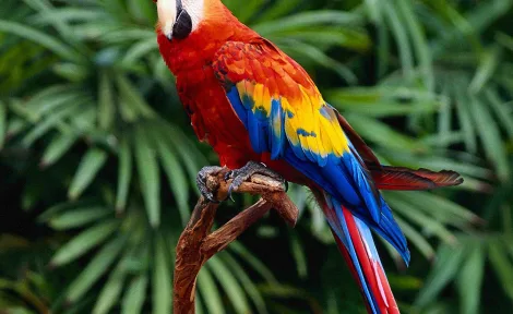 Великі папуги види: Повний гід для досвідчених власників